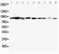 Anti-STAT1 Antibody